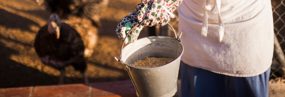 animal nutrition image